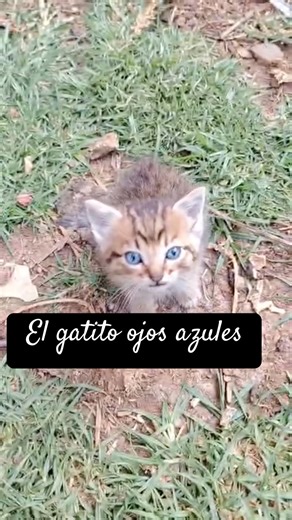 Parte 5 el gatito ojos azules #viral #gatitos #cat