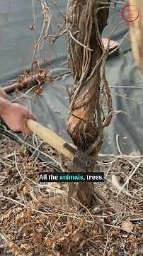 Planet's Currencies & Your Karma #astrology #astrologytips #nakshatra