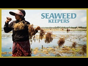 Seaweed farming on the coasts of Kenya | BBC Storyworks