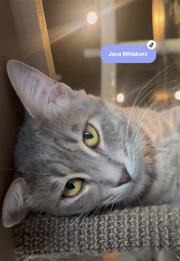 Java Whiskers: A Cozy Cat Café Experience