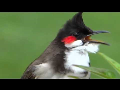 La plus belle chanson de l'oiseau rossignol dans la nature