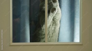 Cat trying to go out and scratches in the closed window. Cat asks to go out. Big fluffy cat. The locked cat behind the closed transparent glass door meows and asks to go outside.