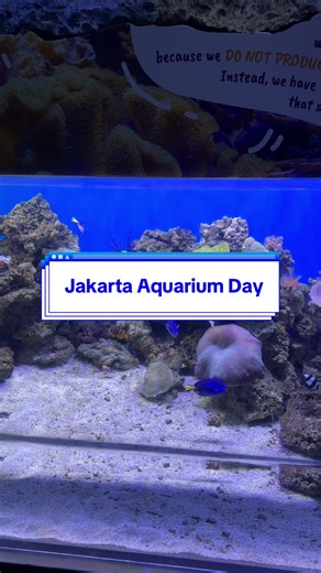Exploring Jakarta Aquarium: A Memorable Day Out