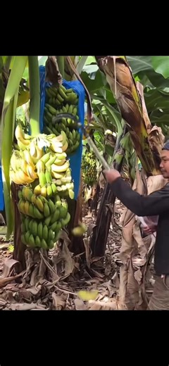 #mayotte976🇾🇹🌴🤣foryoupage