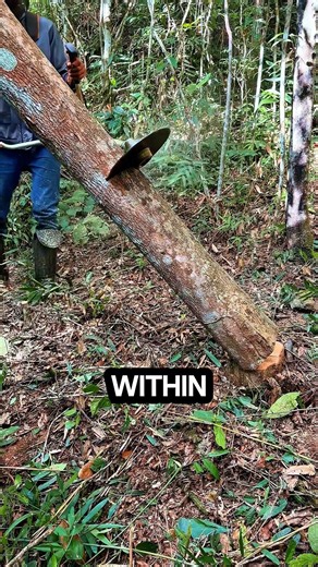 lawn mower converted into a tree cutting machine #chainsaw #sawblade #treecutting #woodworking