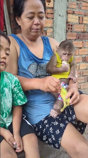 You Won't Believe How This Monkey Reacts! #monkeylove #monkeychallenge #monkey