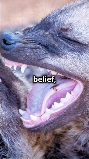 Hyena Laughs: Nature's Comedians!