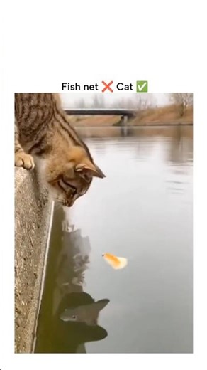 Fish net ❌ Cat✅