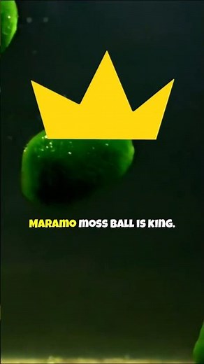 The EASIEST Aquarium Plant 🌿 Marimo Moss Balls for Your Fish Tank