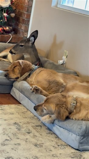 Benny and the pups are wiped out from their 2 hikes today🥺 💕 #GoldenRetriever#deer #buck #dog #fyp #hike #cats #dogs #catsofinstagram #chickens #hikingcats#Nature #duck #trails#animals #squirrel #funny #hike #hiking #trails | Brown Hiking Trails