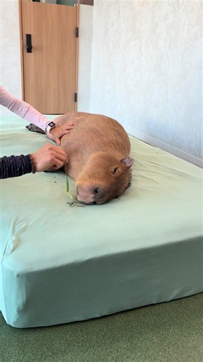 Exploring the Soft Life at Capybara Cafes in Tokyo