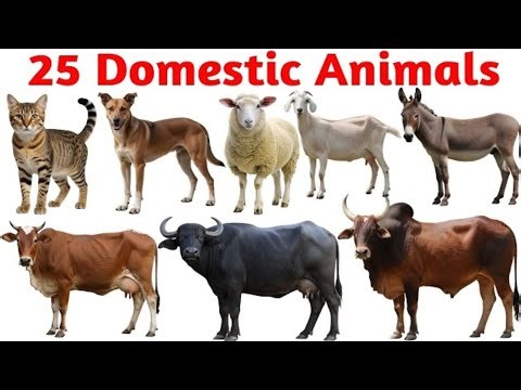 Animal Names & Sounds for Kids 🐄🦁🦆 | Farm, Wild, Jungle & Water Animals | Animal Learning for Kids