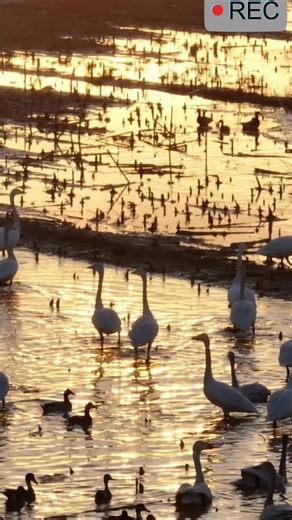 Just have a glimpse of Ordos City in northern China where the 3-day 2025 Media Convergence & Development Ordos Annual Conference was held and the city deserves your visit. 🌹🌺💐 | Across Inner Mongolia