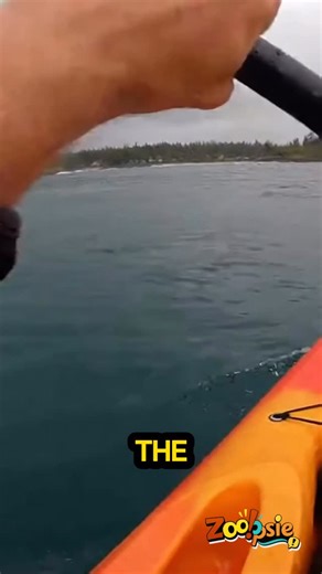Zooopsie on Instagram: "Shark Attacks Kayak in Open Water #shorts #viral #kayaking #fyp #reel"
