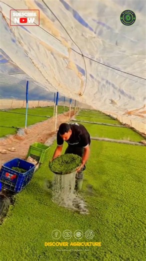 Discover Agriculture on Instagram: "Azolla, a small floating water fern, has garnered attention for its incredible potential in sustainable agriculture and environmental management. Harvesting Azolla involves carefully collecting this fast-growing plant from water bodies where it thrives. With its ability to fix nitrogen and enhance soil fertility, Azolla is an excellent organic fertilizer that can improve crop yields while reducing the need for chemical inputs. Additionally, its cultivation can