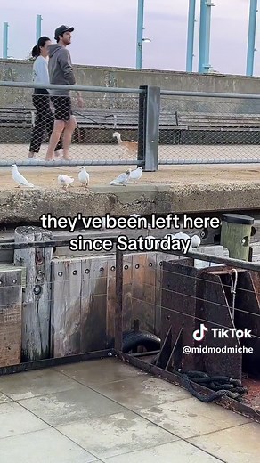 Abandodned doves after a wedding at brooklyn beidge park. #animalsarenotprops thow bubbles not doves #peta #aba @Audubon Society @Cornell Lab Bird Cams @TNC Funds @Animal Planet @PeTA @brooklynbridgeparknyc @nycparks