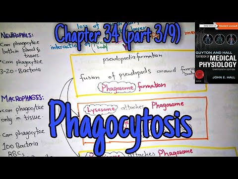 Phagocytosis chapter 34 (part 3) Guyton and Hall text book of physiology.