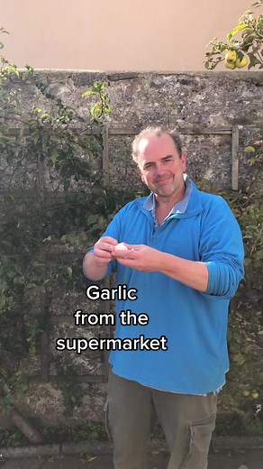 How to Grow Garlic from Supermarket: Tips for a Successful Crop