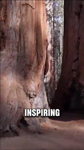 Meet The Largest Tree on Earth 🤯