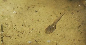 Tadpoles of the yellow-bellied toad (Bombina variegata) in the forest puddle Stock Video