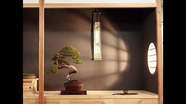 Juniperus Sabina Bonsai – Classic Evergreen Elegance