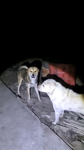 Angry dogs barking #petsempire #angrydog #angry #cutepuppy #dog #angrypuppy #viral #doglover | King Charlie's