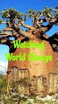This Oldest Tree, Refused To Die!