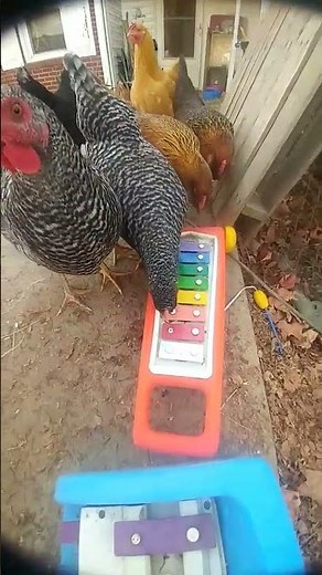 How to Teach Chickens to Play the Xylophone