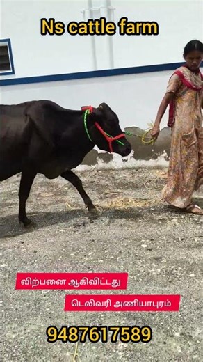 தரமான சினை மாடுகள் மற்றும் கைகறவை மாடுகள் தேவைக்கு 9487617589..#cow #bullfarm #bull #animals #sale