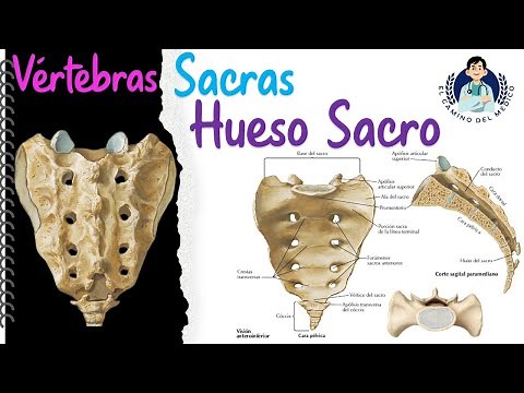 Hueso Sacro - Vértebras sacras