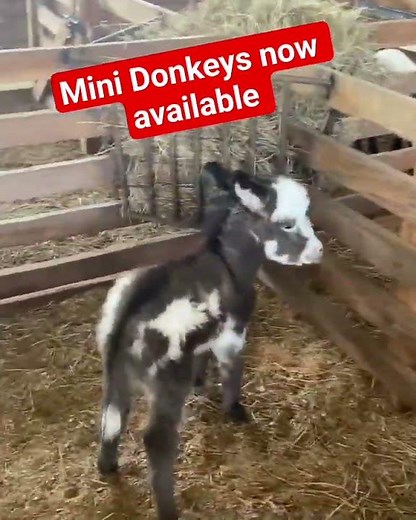 Mini Donkeys for sale [ https://miniaturelivestockranch.com/mini-donkeys/ ]