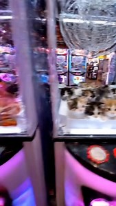 Claw Machine Kittens 🐾👾 #cat #kitten #cutecat #clawmachine #ufoキャッチャー | Cat Vlog