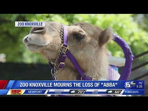 Zoo Knoxville mourning death of camel Abba