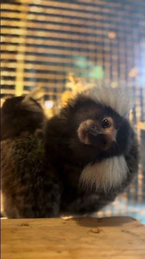 コモンマーモセット #Shorts #ojizoo #zoo