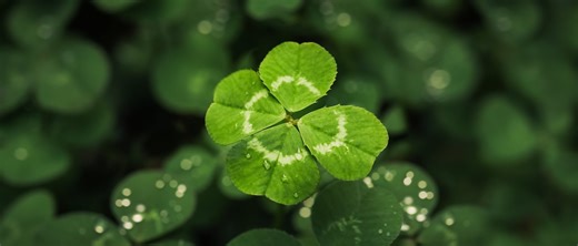 Le trèfle à 4 feuilles : histoire d'un porte-bonheur