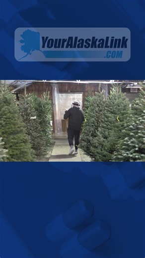 Your Alaska Link asked Alaskans which Christmas tree they prefer — real or fake. Some love the scent and feel of a natural tree, while others enjoy the convenience and memories of an artificial one. Either way, it’s all about family and holiday cheer. | Your Alaska Link TV