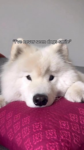 Smile so big that whoever sees it can’t help but smile with you too ☺️ #dog #samoyed #samoyedsmile #happydog #fluffy #spreadhapp #dogsofinstagram #smile #happiness #bekind | Life With A Landcloud