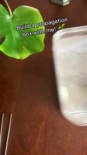 Build a propagation box with me! #FacebookReelsContest #propagation #propagating #sphagnummoss #plantparentcommunity #plantmom #plantcollector #planting | Jesca Jaymes