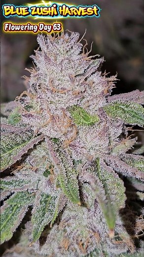 Chop Day! Harvest! ✂️Absolute PEAK Blue Zushi (Flowering Day 63)