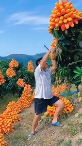 1.5M views · 30K reactions | Beautiful fruit garden 省凌朗 | NaNa | Facebook