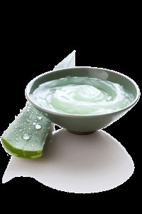 How To Use Aloe Vera For Hemorrhoids - Heal My Hemorrhoids