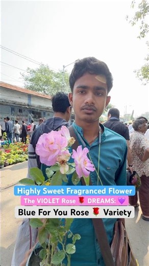 ALMOST BLUE! 💙🌹 RareFrageanced Blue For You Rose at Sri Gobinda Nursery