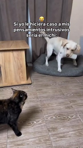 El michi en verdad dijo: Ya cállate alv 🥊 . . . . . #meme #memesquad #memedaily #comedia #humor #shitpost #edit #cats #cats_of_instagram | Tina Rojas