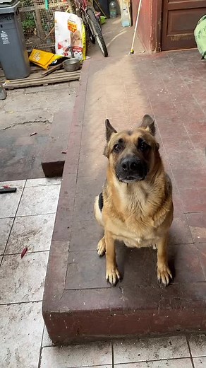 German Shepherd Dog: Adorable Companion on Display