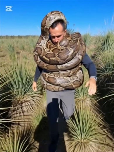 Caught in the Wild! Giant Python Stuns Everyone 😱 #animals #wildtv