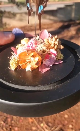 Check out the colour on this butterfly! It's a Graphium weiskei. I have wanted one of these for so long. I suspended the butterfly and meticulously placed preserved florals and moss. I love how it turned out 😊 This dome is available for 💲8️⃣0️⃣ postage 🤎 | Nymphemy creations