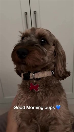 Good morning pups 💙 #cute #cockapoo #cockapoolove #dogsoftiktok #morning #sunday #sleepy #fyp #foryoupage
