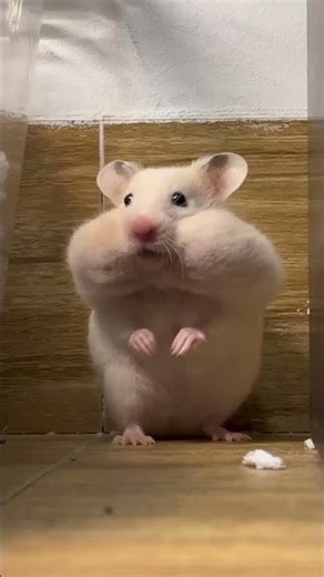 Hamsters, hamsters y hamsters 🐹 #hamsters #cute #topita