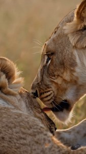 19K views · 1K reactions | Happy mother day #simba #sarabi #mufasa #lionking #viral #fyp | AIisCrazy | Facebook