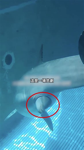 你有看見海豚的呼救嗎？他們需要的不是被人類的圍觀，而是屬於自己的自由。如今，有民眾站出來，倡議將海豚移出水泥池、轉送海洋庇護所，並透過「公共政策網路參與平台」推動連署。 🌊 邀請你一起簽名支持，終結水族館圈養展演，守護海豚回到真正屬於他們的大海。每一份連署，都是改變的力量。 🌊 台灣海豚連署正在進行中。邀請你一起簽名，支持終結水族館圈養展演、停止繁殖、推動海洋庇護所，讓海豚回到真正屬於牠們的自由海洋。每一份連署，都是改變的力量：https://join.gov.tw/idea/detail/880281c8-c724-47e1-ac83-317d0c564410 （可透過 Story 連結，或複製到瀏覽器開啟） #拒絕動物表演 #終止鯨豚展演 #海豚屬於大海 #為動物發聲 | PETA 亞洲善待動物組織